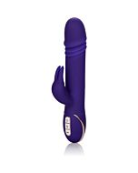Jack rabbit signature morado