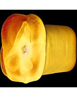 Apollo Blue masturbateur double densité