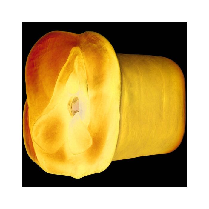 Apollo Blue masturbateur double densité